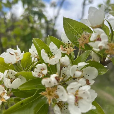 Goni Privatunterkunft Tepelene