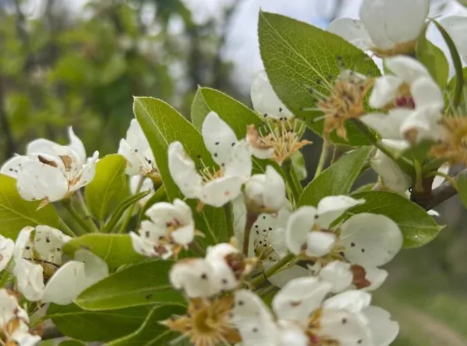 Goni Homestay Tepelene